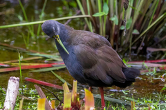 Pardirallus nigricans