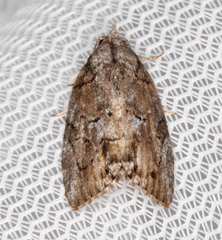 Etanna clopaea