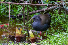 Pardirallus nigricans