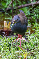 Pardirallus nigricans