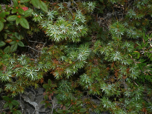 Formosan juniper (Juniperus formosana)