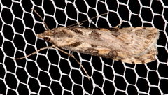 Nomophila corticalis