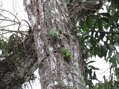 Forpus conspicillatus