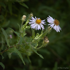 Ampelaster carolinianus