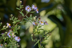 Ampelaster carolinianus