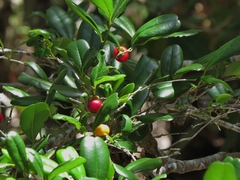 Diospyros compacta