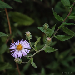 Ampelaster carolinianus