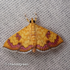 Isocentris filalis