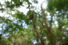 Gasteracantha falcicornis