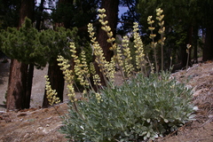 Lupinus peirsonii