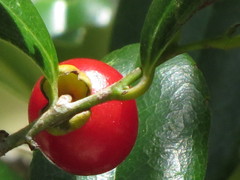 Diospyros compacta
