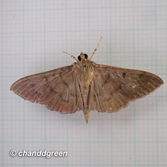 Omiodes pernitescens