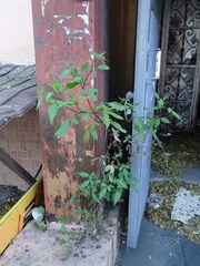 Bidens frondosa
