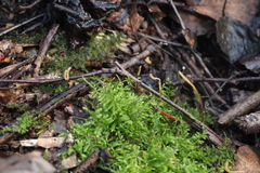 Macrotyphula fistulosa