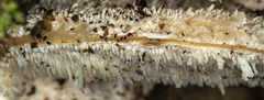 Hericium cirrhatum