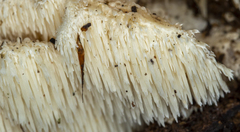 Hericium cirrhatum