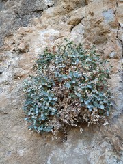 Petrocoptis guarensis