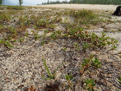 Rhododendron parvifolium