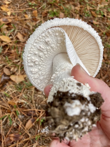 Plateful of Pyramids Lepidella