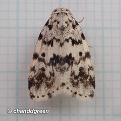 Aemene taprobanis