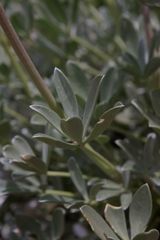 Lupinus peirsonii