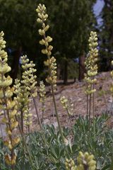 Lupinus peirsonii