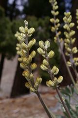 Lupinus peirsonii