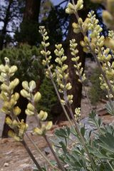 Lupinus peirsonii