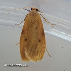 Paralithosia shaowuica