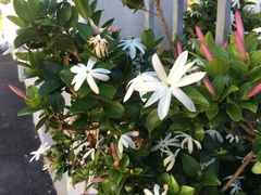 Jasminum multiflorum