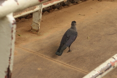 Corvus splendens