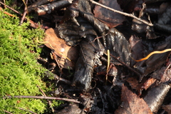 Macrotyphula fistulosa