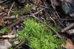 Macrotyphula fistulosa