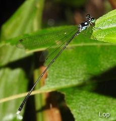 Coeliccia bimaculata