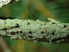 Fellhanera bouteillei