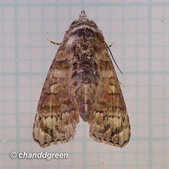Chlumetia transversa