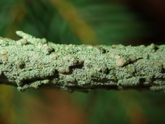 Fellhanera bouteillei