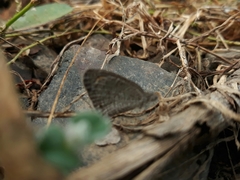 Ypthima asterope mahratta