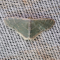 Lophophleps triangularis