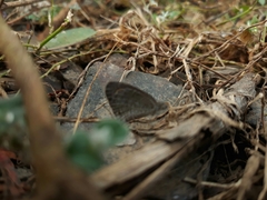 Ypthima asterope mahratta