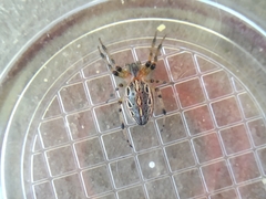 Alpaida veniliae