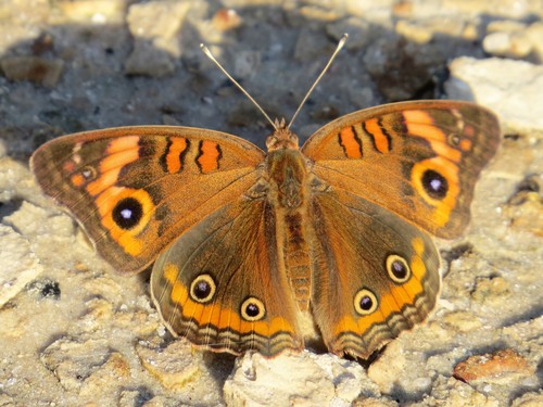 West Indian Mangrove Buckeye
