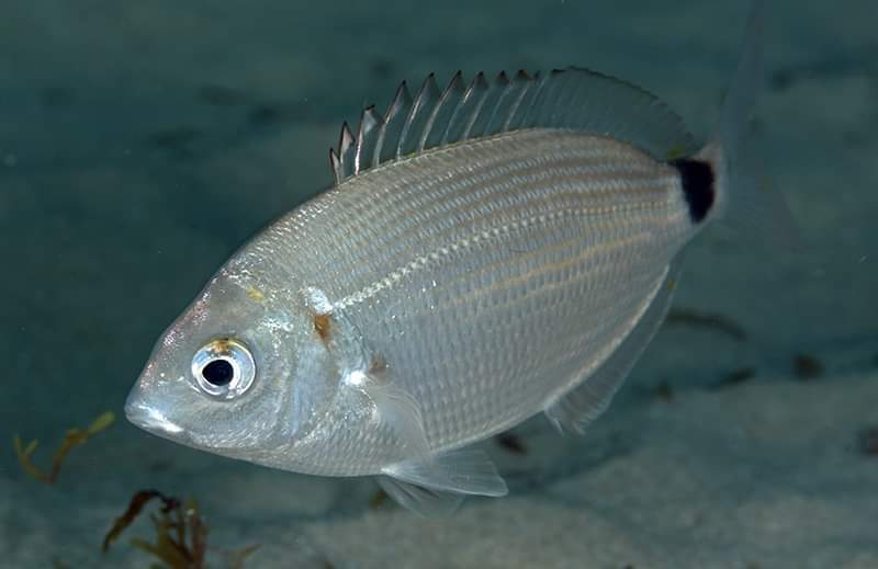 Photo of Senegal seabream (Diplodus bellottii)