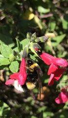 Bombus terrestris