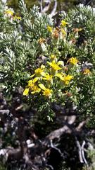 Brachyglottis cassinioides