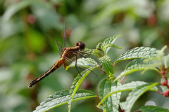 Erythrodiplax avittata