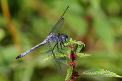 Dasythemis venosa