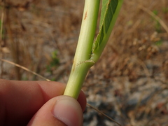 Jatropha elliptica