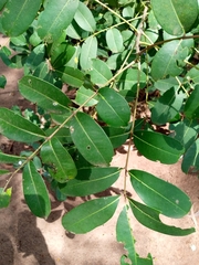 Zanthoxylum zanthoxyloides