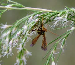 Labeninae